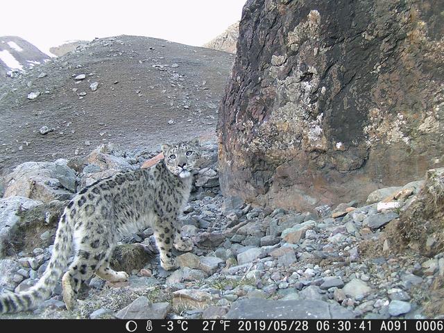 在祁连山拍摄到的雪豹。受访者供图